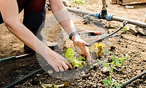 Woman planting salad