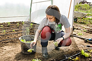 Woman planting salads in greenhouse