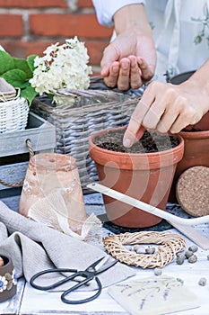 Woman planting seeds in flower pot in soil, prepares for growing flowers