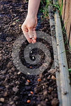 Woman planting seeds in the garden photo