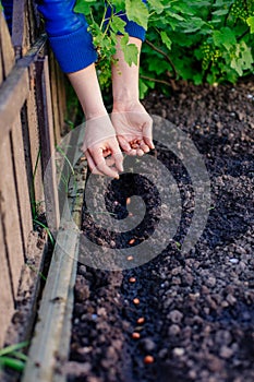 woman planting seeds in the garden