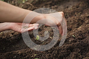 Woman planting seeds in the garden