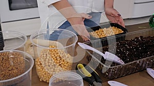 A woman planting sprouted peas. Growing peas sprouts for healthy salad.