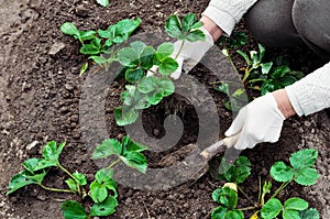 Woman is planting strawberries plants