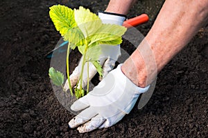 Woman planting strawberry seedling in a garden