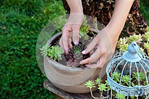 Woman planting succulents in pot