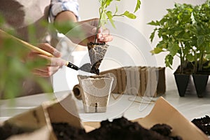 Woman planting tomato seedling into peat pot at table