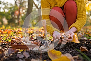 Woman planting tulip bulbs in a flower bed during a beautiful sunny autumn afternoon. Growing tulips.