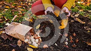Woman planting tulip bulbs in a flower bed during a beautiful sunny autumn afternoon. Growing tulips. Fall gardening.