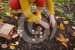 Woman planting tulip bulbs in a flower bed during a beautiful sunny autumn afternoon. Growing tulips. Fall gardening.