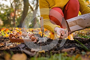 Woman planting tulip bulbs in a flower bed during a beautiful sunny autumn afternoon. Growing tulips. Fall gardening jobs.