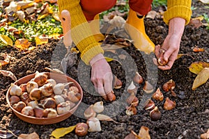 Woman planting tulip bulbs in a flower bed during a beautiful sunny autumn afternoon. Growing tulips. Fall gardening jobs.