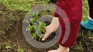 A woman is planting a young blueberry tree. Blueberry seedlings, tree planting
