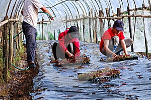 Woman planting young plants in garden soil,Young women are growing organic vegetables in the vegetable patch