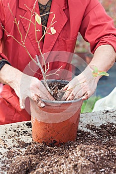 Woman planting young tree into a pot