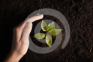 Woman planting young tree in soil, top view