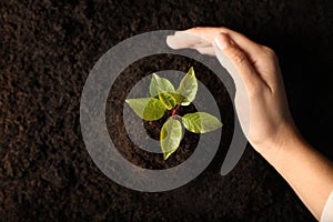 Woman planting young tree in soil, top view