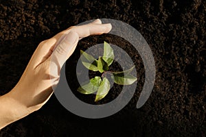 Woman planting young tree in soil, top view