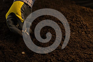 A woman plants seeds in the ground in a garden bed. A farmer plants vegetable seeds in spring in a garden bed in fertile