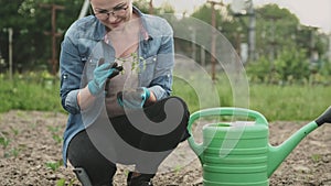 Woman plants tomato plant in vegetable garden. Spring gardening, hobby, food growing, healthy lifestyle, agriculture