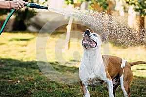 Woman playing with a dog with the water form a hosepipe in a garden