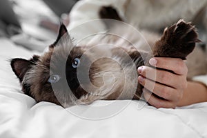 Woman playing with her cute Balinese cat on bed at home. Fluffy pet