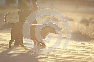 Woman playing with her dogs on a beach