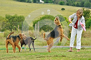 Woman playing with her large pet Airedale Terrier dogs outdoors