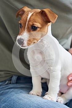 Woman playing with jack russel terrier puppy dog. Good relationships and friendship between owner and animal pet