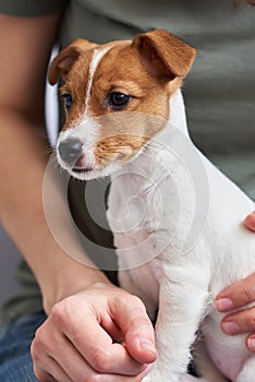 Woman playing with jack russel terrier puppy dog. Good relationships and friendship between owner and animal pet