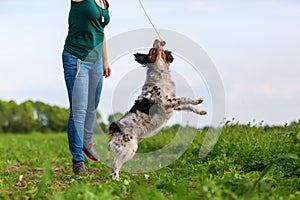 Woman plays with her dog with a flirt tool