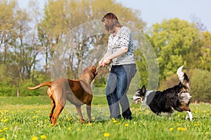 Woman plays with two dogs on the meadow