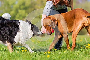 Woman plays with two dogs on the meadow