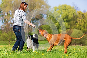 Woman plays with two dogs on the meadow