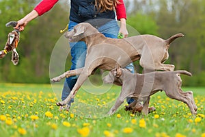 Woman plays with a Weimaraner adult and puppy