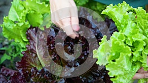 Woman pluck growing fresh ripe curly green lettuce sleeping in vegetable garden in summer. Healthy green vegetables to eat. Agricu