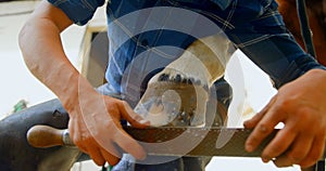 Woman polishing horseshoes in horse leg 4k