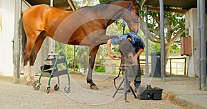 Woman polishing horseshoes in horse leg 4k