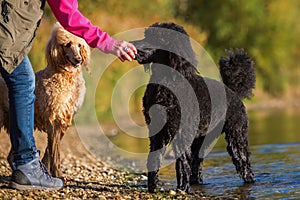 Woman with poodles at a lake