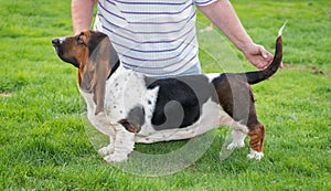 Woman poses her one year old Basset hound (Canis lupus familiaris) for showing in the yard of a hobby farm.