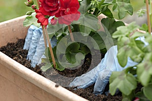 Woman potting geranium flowers