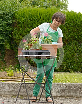 Woman potting geranium flowers