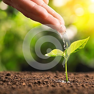 Woman pouring water on young seedling. Planting tree