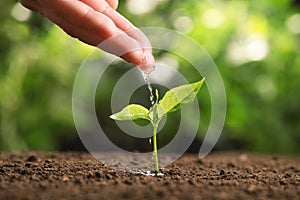 Woman pouring water on young seedling in soil against blurred background