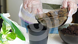 a woman pours drainage stones and soils into pots to houseplant sprouts.