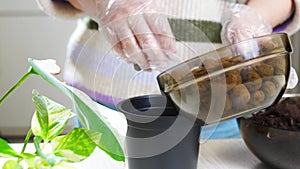 a woman pours drainage stones and soils into pots to houseplant sprouts.