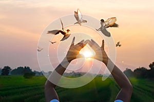 Woman praying and free bird enjoying nature on sunset background, hope concept