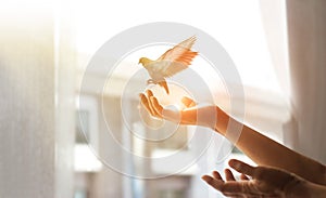 Woman praying and free the bird to nature from window at home on sunset background, hope concept