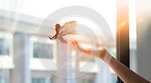 Woman praying and free the  bird  to nature from window at home on sunset background, hope concept