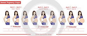Woman Pregnancy stages illustration